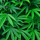 Image for article titled NJ Medical Marijuana Dispensaries Expected to Begin Legal Weed Sales